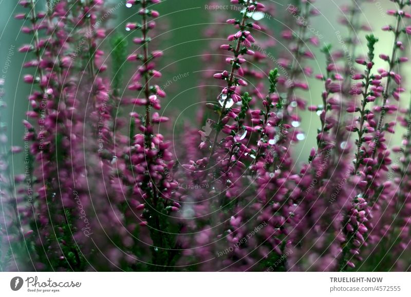 Lasst Blüten leuchten / So lang sind jetzt die Nächte / Sie sind bald vorbei Erica Heide Heidekraut Knospenheide Heidepflanzen calluna vulgaris rosa violett