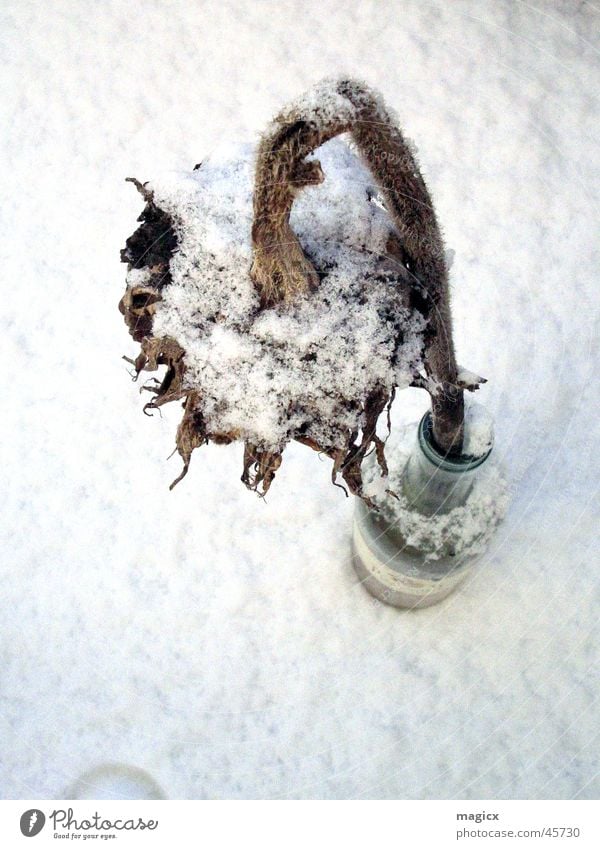 Lass den Kopf nicht hängen Blume Sonnenblume Winter weiß vertrocknet Pflanze Blumenstrauß Schnee Natur Tod