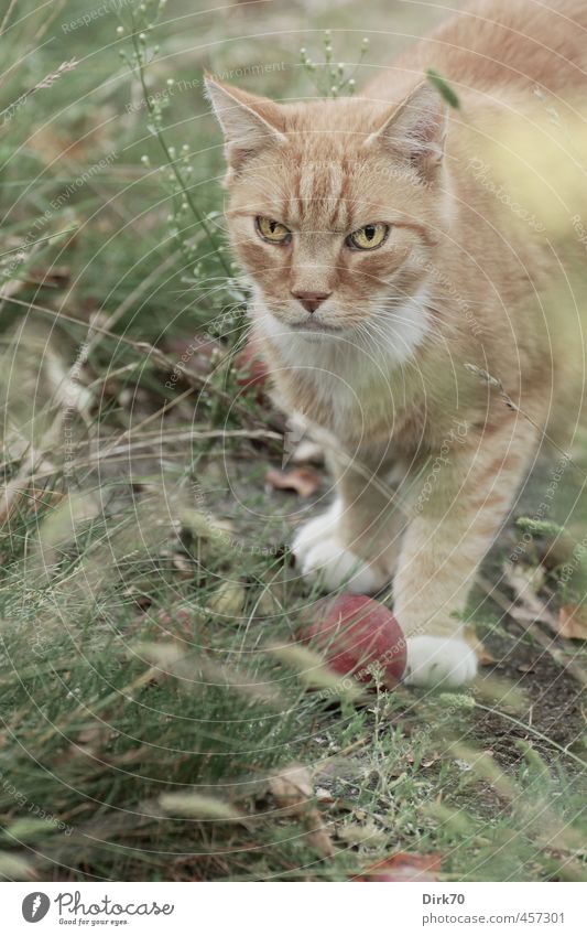 Mieze auf der Wieze Sommer Pflanze Gras Moos Apfel Garten Park Wiese Schlucht Fallobst Streuobstwiese Tier Haustier Katze 1 beobachten Blick stehen authentisch