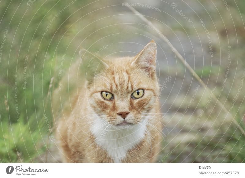 Blickkontakt - wer blinzelt, verliert. Gras Moos Garten Park Wiese Wege & Pfade Tier Haustier Katze Landraubtier 1 beobachten Jagd bedrohlich kalt klug stark