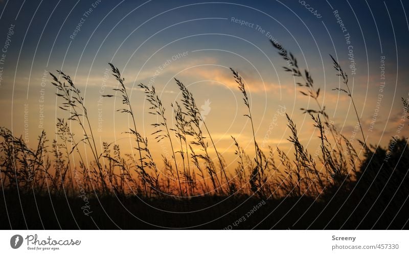 Grasland Natur Landschaft Himmel Wolken Sonnenaufgang Sonnenuntergang Sommer Pflanze Sträucher Wildpflanze Wiese Warmherzigkeit Romantik schön Gelassenheit