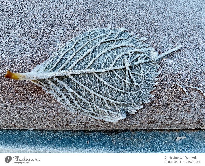 Blick auf die schön gerippte Unterseite eines Blattes, das auf dem Deckel der Biotonne festgefroren ist Frost Blattadern Blattunterseite Herbst kalt Winter