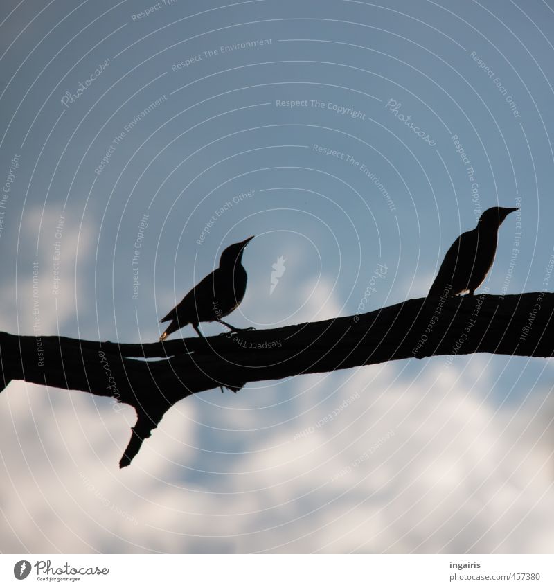 Bleib bei mir Natur Himmel Wolken Ast Zweig Tier Wildtier Vogel Star 2 Brunft beobachten hocken hören warten dunkel hoch blau schwarz weiß Stimmung Sicherheit