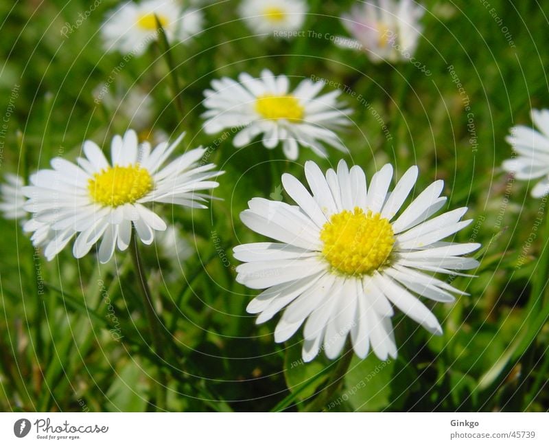 6 Gänse Gänseblümchen Blume Gras gelb weiß grün Sommer Rasen Garten