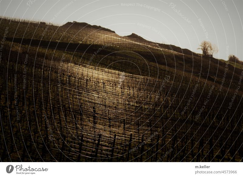 Glänzende Drähte in den Weinbergen, von der Morgensonne beleuchtet Morgenlicht Glanz Drahtanlage Morgenstimmung Hoffnung Licht Lichtspiel Brauntöne Farbfoto