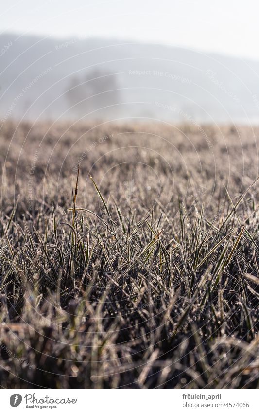 Frost im Gras Winter Winterstimmung Wiese gefroren kalt Eis frieren Natur Raureif Wintertag Wetter Jahreszeiten Kälte Landschaft Baum Idylle stille Umwelt