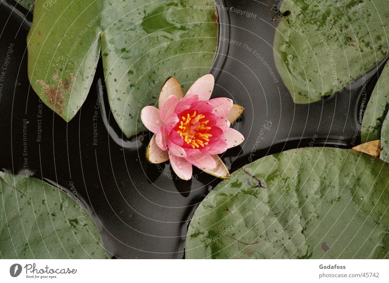 Seerose Seerosen rosa Blume Wasser Natur