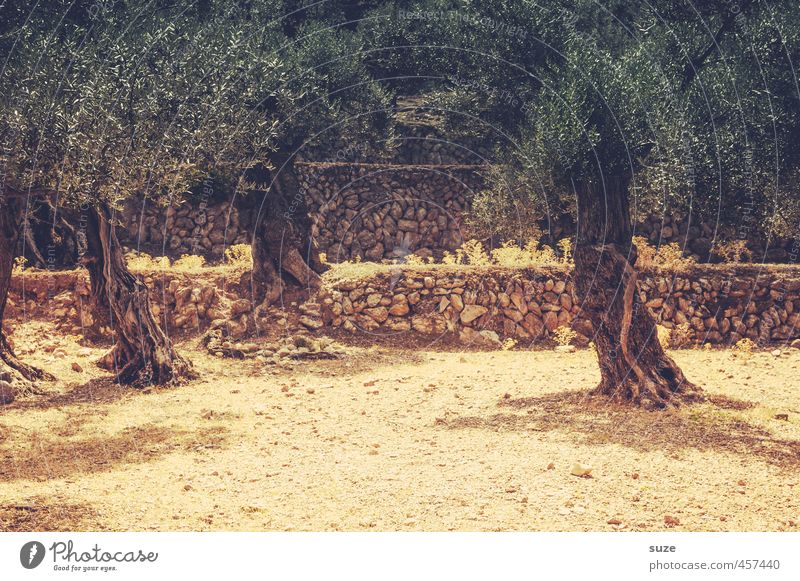 Trockenzeit Ferien & Urlaub & Reisen Sommer Umwelt Natur Landschaft Urelemente Erde Wärme Baum Mauer Wand Wege & Pfade alt trist trocken grün Mallorca