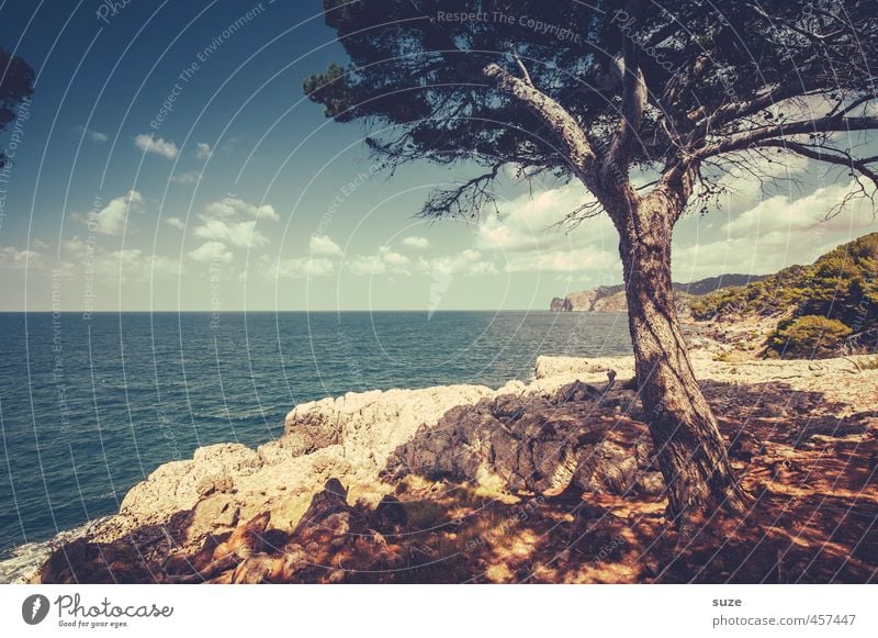 Einer, der umarmt werden will Freizeit & Hobby Ferien & Urlaub & Reisen Sommer Strand Meer Berge u. Gebirge Umwelt Natur Landschaft Erde Himmel Baum Küste Bucht