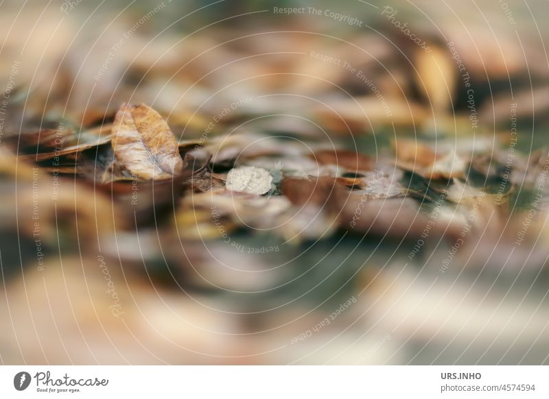 Herbstlaub bedeckt die Wiese Laub Unschärfe herbstlich Natur Blätter Herbstbeginn Außenaufnahme Herbstfärbung Herbststimmung Jahreszeiten Herbstwetter