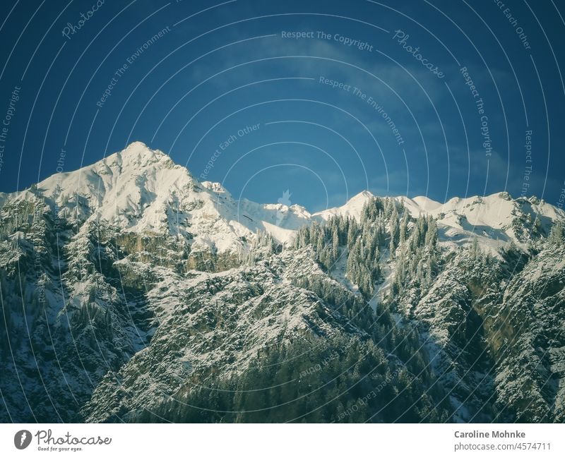 Verschneite Berggipfel und Tannen Schnee Natur Winter weiß kalt Wald Außenaufnahme Baum Menschenleer Tag Umwelt Farbfoto Landschaft Frost Eis Wetter Pflanze