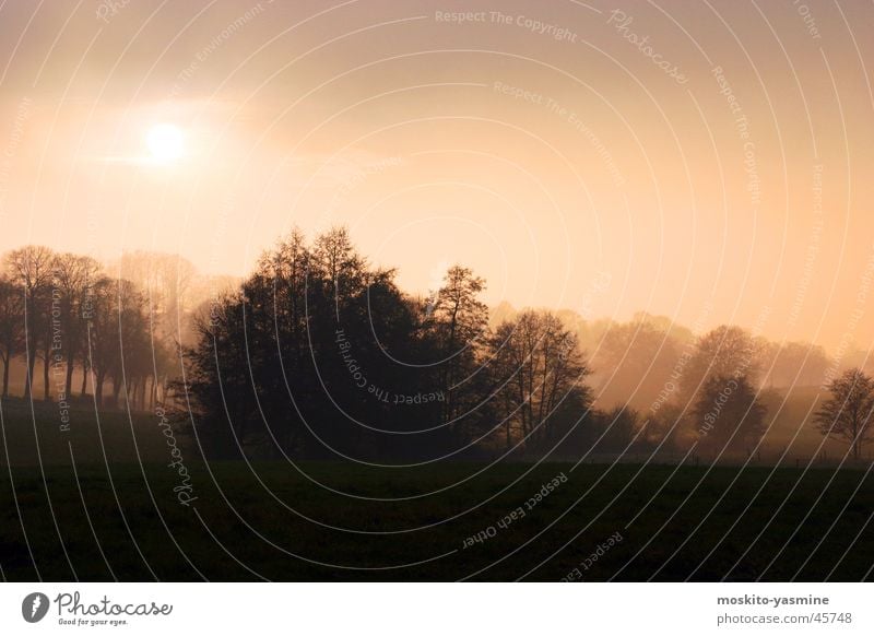 Verträumte Landschaft Gegenlicht Baum Nebel Abend Romantik Einsamkeit Horizont Sonne Himmel unklar Erde