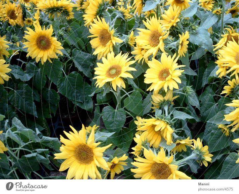 Sonnenblumen