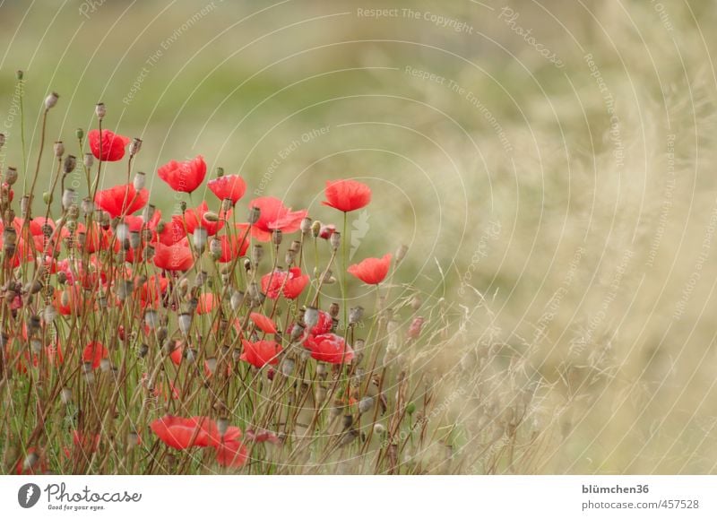 Spätsommer Umwelt Natur Pflanze Herbst Blume Blüte Mohn Mohnblüte Mohnfeld Stauden Feld Bewegung Blühend leuchten verblüht schön Kitsch natürlich grün rot