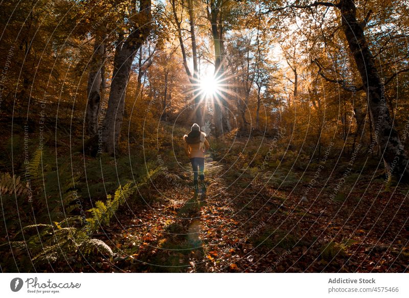 Weibliche Rucksacktouristin beim Wandern im Herbstwald Frau Wanderer Natur Wälder Trekking Wald wandern Waldgebiet Baum reisen erkunden Kofferraum Ausflug