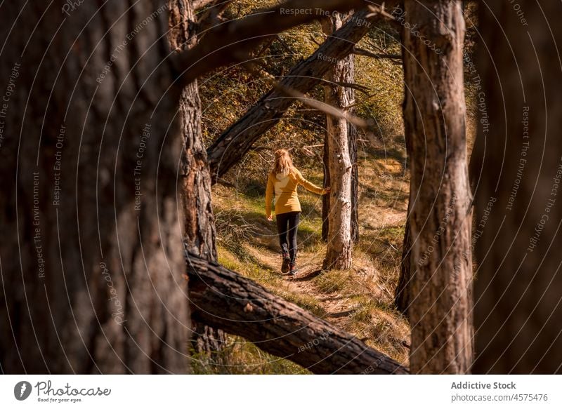 Unbekannte Frau geht im Herbstwald spazieren Wanderer Natur Wälder Trekking Wald Waldgebiet Baum reisen Spaziergang erkunden Ausflug Fernweh Abenteuer Spanien