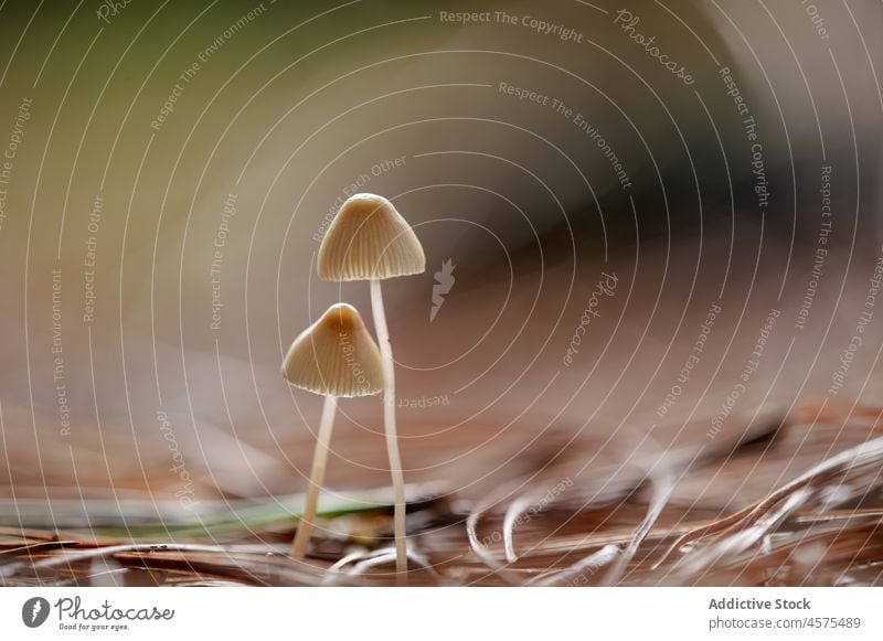 Weiße, blasse Fliegenpilze, die im Wald wachsen Pilz Natur mushroo Herbst Waldgebiet natürlich idyllisch frisch Saison Wachstum Gelassenheit Harmonie fallen