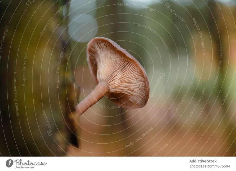 Lactarius-Pilz, der auf einem Baumstamm im Wald wächst Moos Kofferraum Pflanze Wälder wachsen braun wild natürlich lactarius Holz Waldgebiet frisch organisch