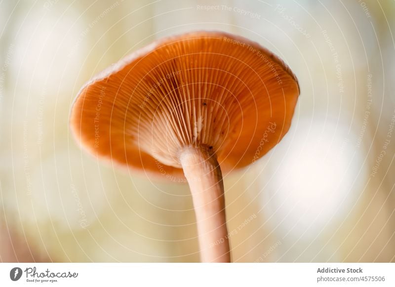 Lactarius-Pilz wächst im Wald Pflanze Wälder wachsen braun wild natürlich lactarius Holz Waldgebiet frisch organisch Flechten Ökosystem giftig uneben Vorbau