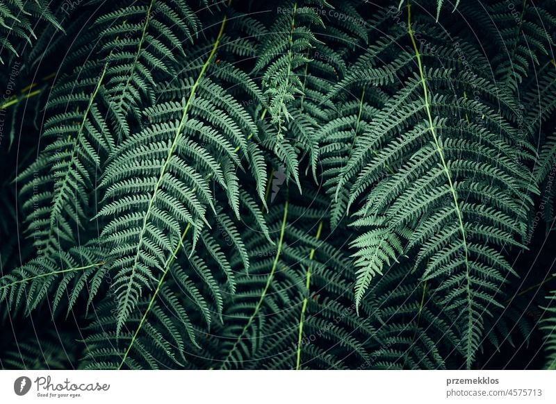 Farnblätter Hintergrund. Nahaufnahme von dunkelgrünen Farnblättern Wurmfarn Blätter Blatt natürlich Flora Frühling Muster Sommer Pflanze Laubwerk Natur Saison