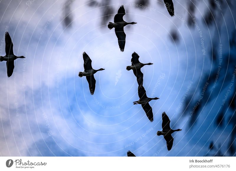 Wildgänse durch Zweige hindurch fotografiert Wildgans Gänsevögel Gans Baum Äste Zweige u. Äste Formation Schönes Wetter Kraniche Flügel blau Vogelzug Vogelflug