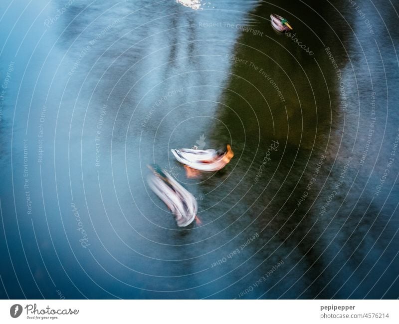 Ententanz Entenvögel Tier Langzeitbelichtung Langzeitbelichtet Außenaufnahme Natur Vogel Geflügel Tierwelt Teich Tanzen Farbfoto Menschenleer Wildtier unscharf