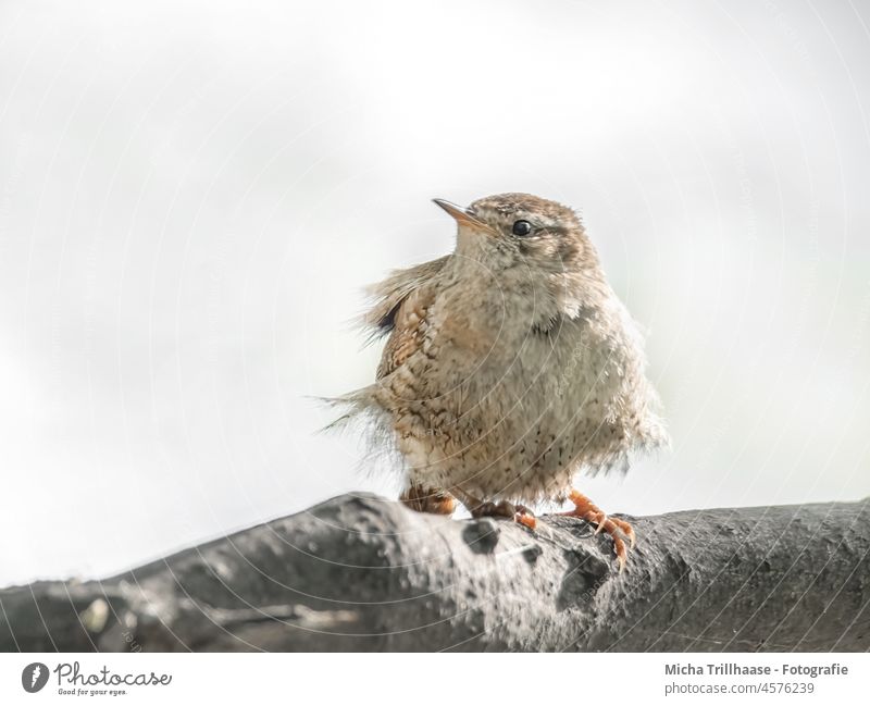 Vom Wind zerzauster Zaunkönig Troglodytes troglodytes Vogel Kopf Schnabel Auge Feder gefiedert windig flattern Flügel Tiergesicht Krallen Wildtier