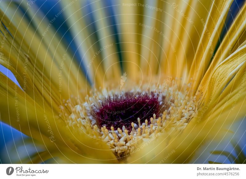 Gerbera, Blütenstand, Wildform aus Südafrika Korbblütler Blume Pflanze Wildpflanze mehrjährig Staude Asteraceae Compositae gelb Zungenblüten