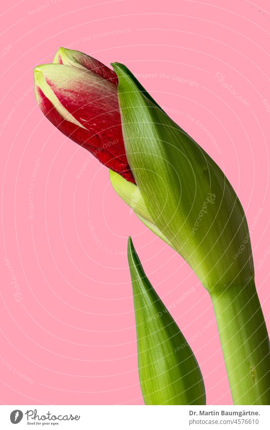 Knospe einer Hippeastrumhybride ("Amaryllis"), Ritterstern zur Weihnachtszeit Hybride Zwiebelblume Sorte aus Südamerika Zierblume Schnittblume Amaryllidaceae