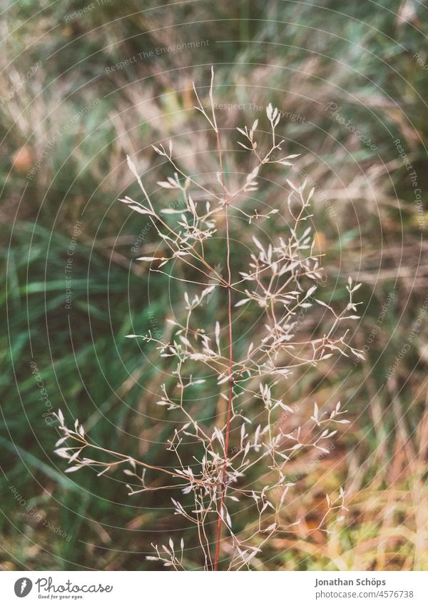 filigrane Pflanze Nahaufnahme im Wald Bokeh Natur grün natürlich Detailaufnahme Außenaufnahme Schwache Tiefenschärfe Menschenleer Wachstum Umwelt Farbfoto Tag