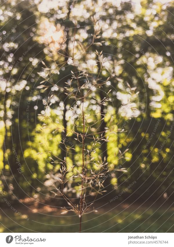 filigrane Pflanze Nahaufnahme im Wald Bokeh Natur grün natürlich Detailaufnahme Außenaufnahme Schwache Tiefenschärfe Menschenleer Wachstum Umwelt Farbfoto Tag