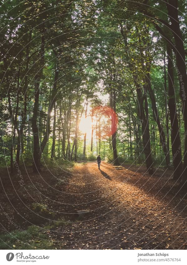 Person spaziert entgegen der Abendsonne im Wald Waldspaziergang Mensch laufen Bäume Abendlicht Gegenlicht Natur Landschaft Außenaufnahme Umwelt Farbfoto Baum