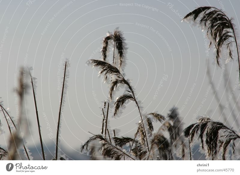 Eisiger Hafer Eisblumen Winter Licht Nahaufnahme Schatten Sonne