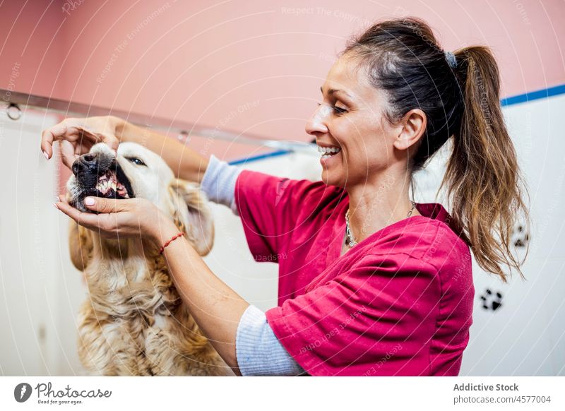 Tierarzt kontrolliert Zähne eines Hundes Veterinär Golden Retriever untersuchen prüfen Klinik Verfahren Haustier Frau Eckzahn Säugetier Uniform Reinrassig