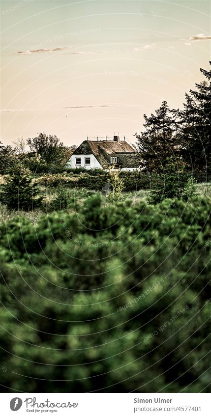 Haus zwischen Büschen und Bäumen Sonnenuntergang Wolken Gras Natur Himmel Landschaft winken Sonnenlicht Sommer Küste Meer reisen wunderschön natürlich Wetter