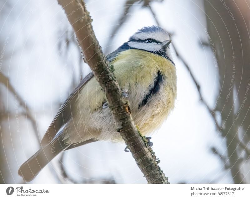 Blaumeise auf einem Zweig Cyanistes caeruleus Meisen Tiergesicht Kopf Auge Schnabel gefiedert Flügel Feder Krallen Vogel Wildtier Tierporträt Ganzkörperaufnahme