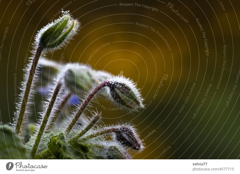 fein behaarte Blüten des Borretsch leuchten im Gegenlicht Borago officinalis Pflanze Kräuter & Gewürze Natur Garten Gurkenkraut Heilpflanzen Nahaufnahme frisch