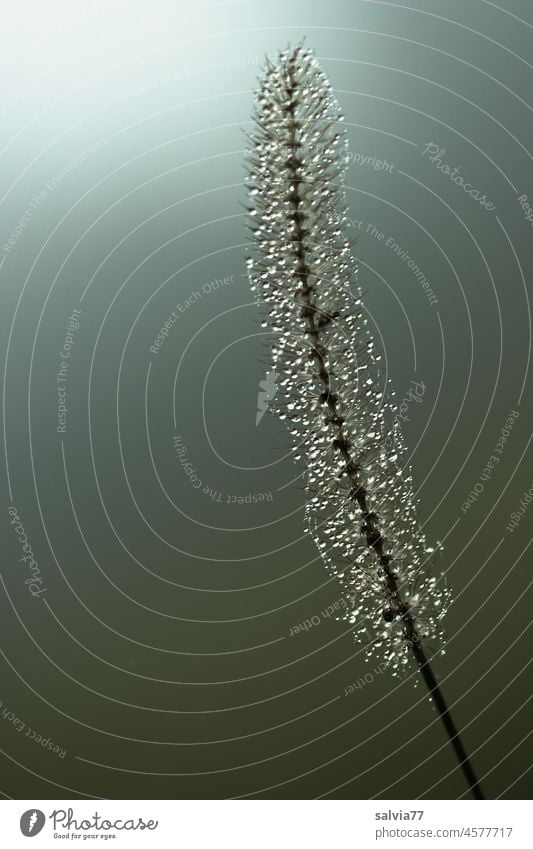 Tautröpfchen funkeln im Gegenlicht Tautropfen Gräserblüte Wassertropfen nass Morgen Tropfen Natur Makroaufnahme natürlich glänzend Pflanze Gras Detailaufnahme