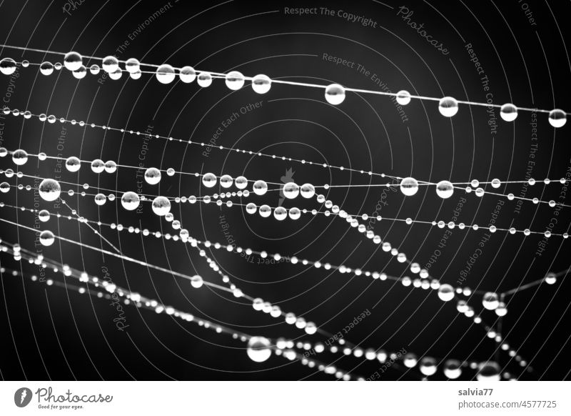 Tautropfen am seidenen Faden Schwarzweißfoto Wassertropfen Natur Tropfen Makroaufnahme Nahaufnahme Menschenleer Spinnennetz natürlich Kontrast Perlenschnur
