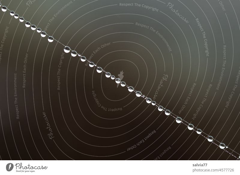 Wassertropfenperlen in einer Reihe diagonal Wasserperlen Tautropfen Tropfen Schwarzweißfoto nass Natur Menschenleer Makroaufnahme natürlich Perlenschnur