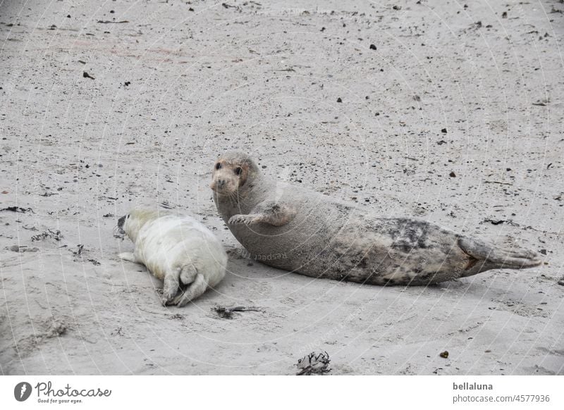 Hallo Heuler III Kegelrobbe Tier Natur Wildtier Farbfoto Außenaufnahme Umwelt Tag Menschenleer Küste Strand Nordsee Robben Insel Licht natürlich Helgoland Sand