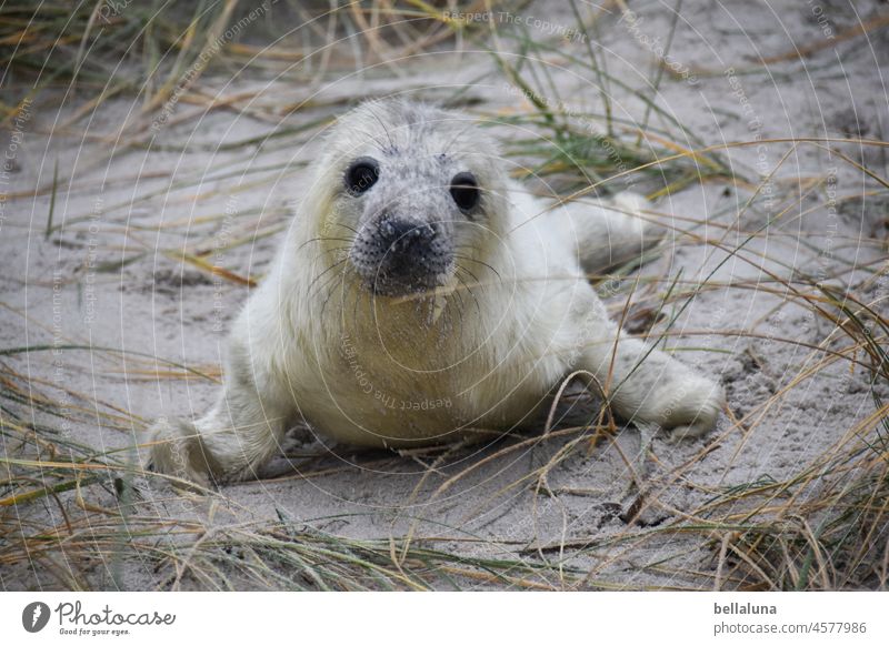 Hallo Heuler II Kegelrobbe Tier Natur Wildtier Farbfoto Außenaufnahme Umwelt Tag Menschenleer Küste Strand Nordsee Robben Insel Licht natürlich Helgoland Sand