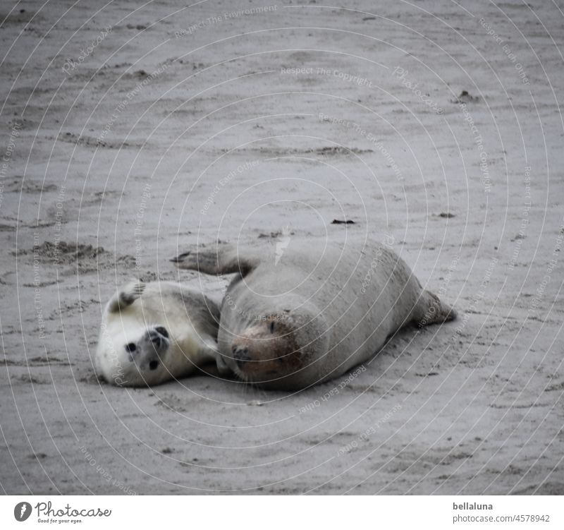 Hallo Heuler IV Kegelrobbe Tier Natur Wildtier Farbfoto Außenaufnahme Umwelt Tag Menschenleer Küste Strand Nordsee Robben Insel Licht natürlich Helgoland Sand