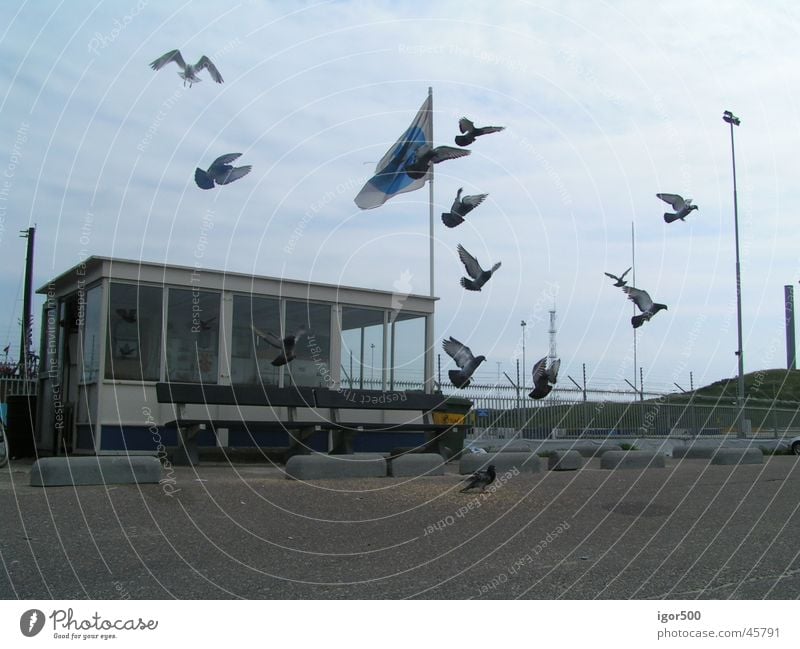 Tauben Dämmerung Hafen Bewegung