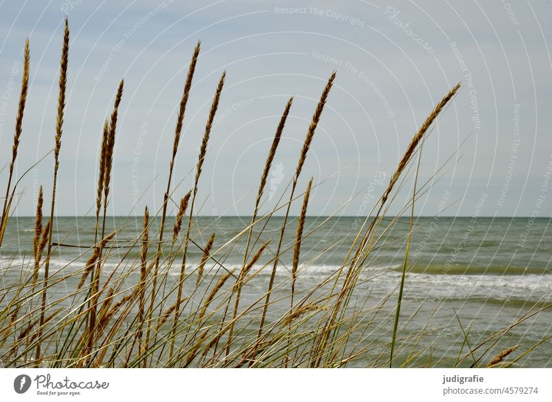 Am Strand Strandhafer Küste Ostsee Meer Wasser Natur Ferien & Urlaub & Reisen Landschaft Wellen Mecklenburg-Vorpommern Ostseeküste Erholung Meerblick Düne