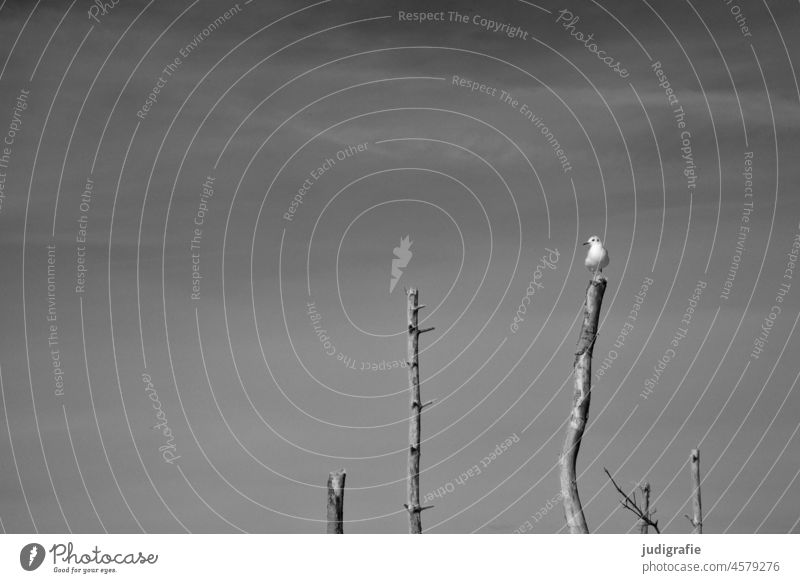 Möwe Vogel Himmel Meer Baum Ast kahl Strand Küste Ostsee Natur Tier Wildtier sitzen Aussicht Aussichtspunkt Schwarzweißfoto Lachmöwe