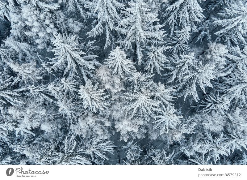 Luftaufnahme eines schneebedeckten Waldes Winter Schnee Antenne Berge u. Gebirge Baum Natur Hintergrund Landschaft Flug Waldgebiet Dröhnen verschneite Polen