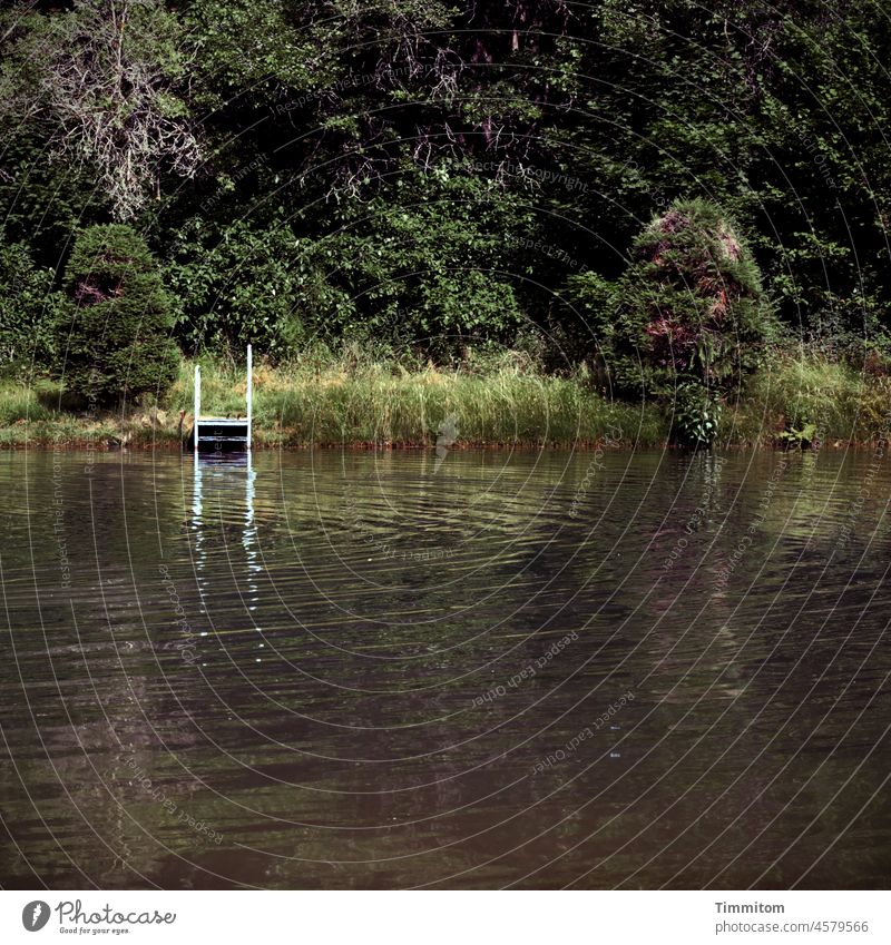 Still ruht der See einsam still Badesee Einstieg (Leiter ins Wasser) Wellen Gras Gebüsch Ufer ruhig Außenaufnahme Menschenleer Natur Bäume