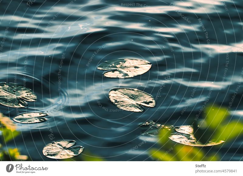 Seerosen im Licht Seerosenblätter Seerosenteich Teich Reflexion Ruhe Wasser Wasserpflanzen lichtvoll Lichtschein vergoldet sonnig golden vergolden blau Stille