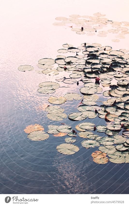 Seerosen am Teich Seerosenblätter Seerosenteich Nachmittagslicht lichtvoll Haiku Lichtschein Lichtspiegelung Nymphaea Nymphea Gegenlicht Impression Ruhe ruhig